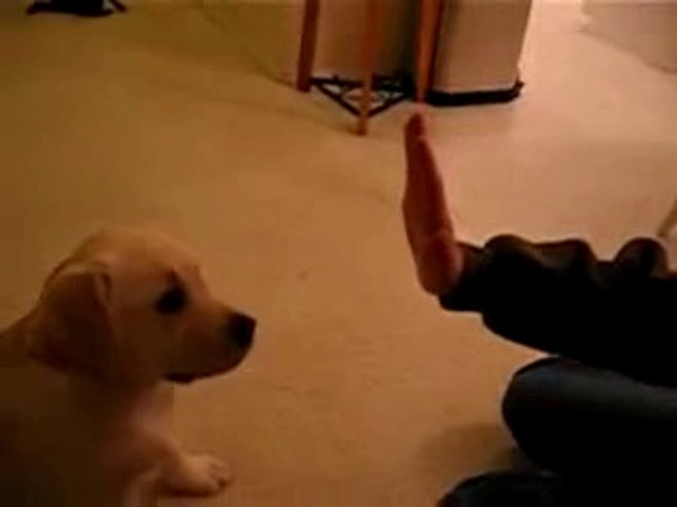 High Fiver Funny Pranks and Funny Animals Clips 2014