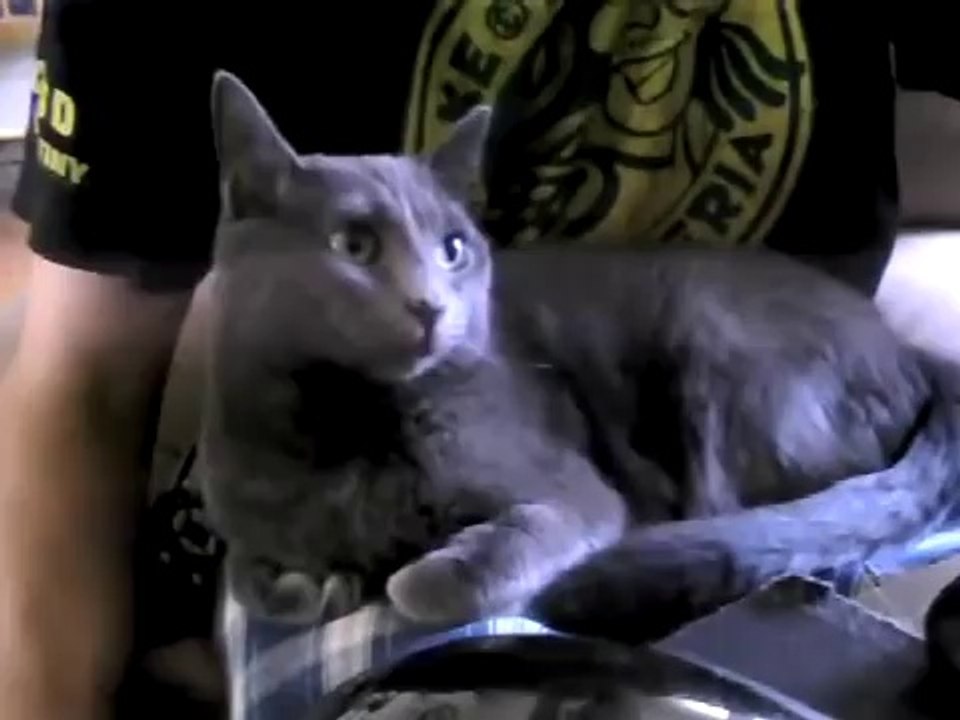 Staring Kitty Funny Pranks and Funny Animals Clips 2014