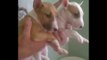 Bull Terrier Puppies Funny Pranks and Funny Animals Clips 2014