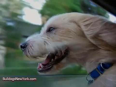 Dogs Feeling The Breeze! Funny Pranks and Funny Animals Clips 2014