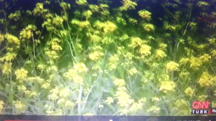 Binlerce Arı Telef Oldu