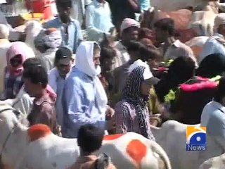 Nawabshah Bakra Mandi-21 Sep 2014