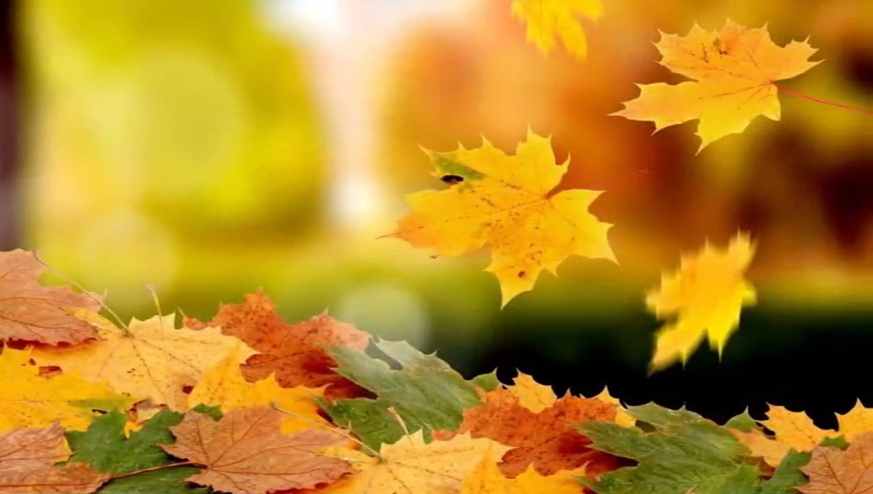 DOUCEUR D'AUTOMNE - ENTRÉE DE SAISON