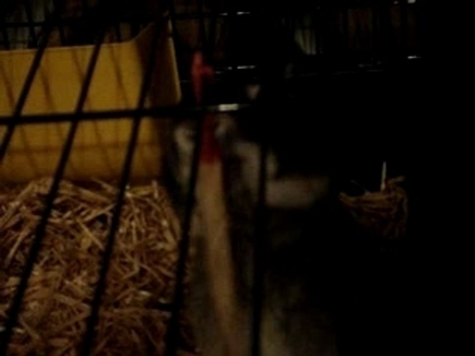 Pimousse le gourmand