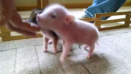 Ces deux petits porcelets vont vous faire craquer