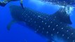Giant Whale Shark Bumps Into Diver