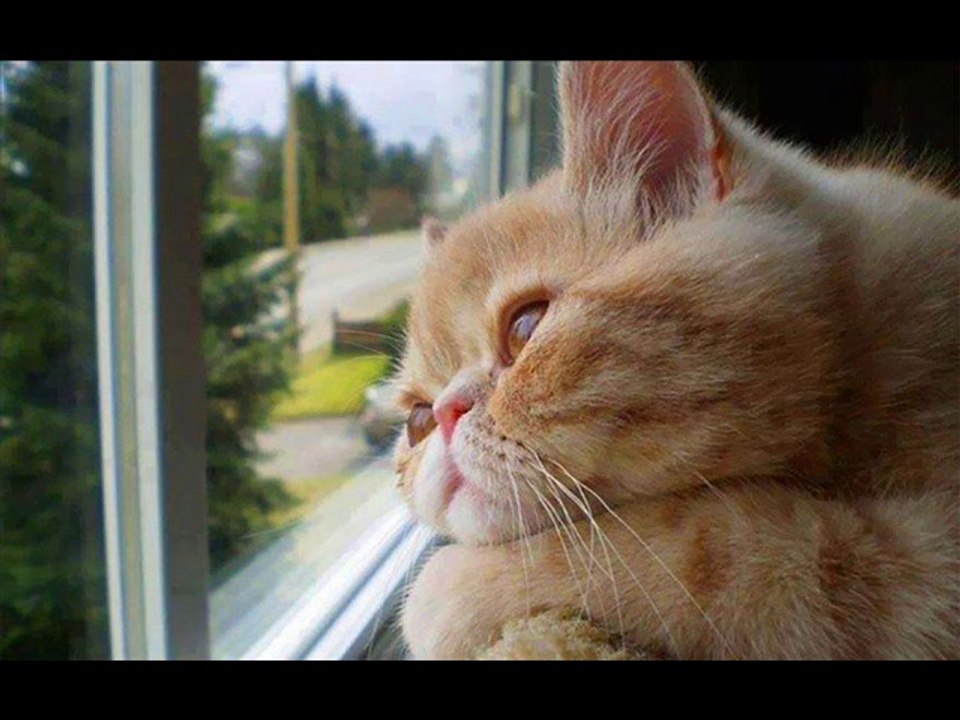 Cats waiting for their owners to come back home