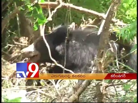 Tourists avoid visiting Karimnagar Fort due to presence of bears