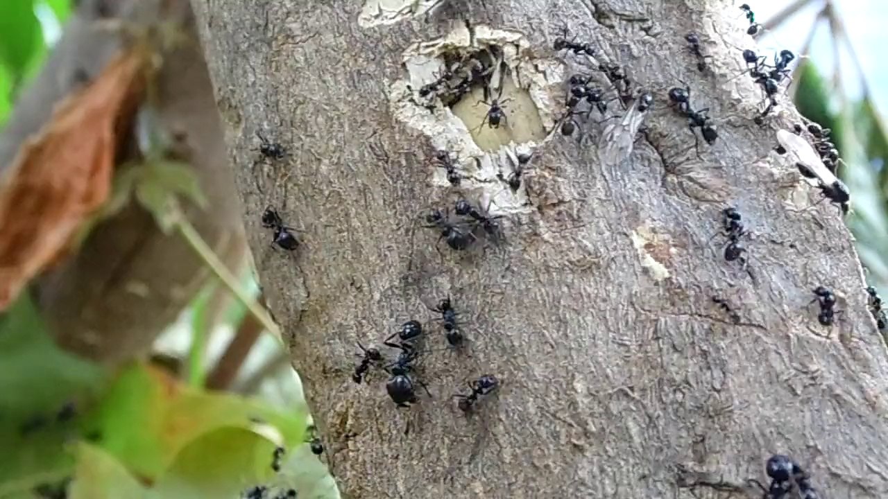 Essaimage Messor barbarus