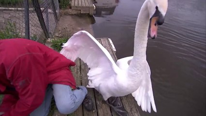 Guy beaten up by an angry swan while he tries to rescue cygnet!