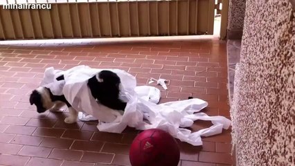 Funny Cats And Dogs Vs Toilet Paper Compilation 2014 [NEW].