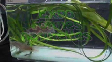 Show Betta, Dijon, challenge international 2014