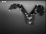 Vol Chauve-souris