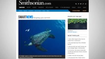 Spot On Leatherback Turtles' Heads Help Measure Sunlight