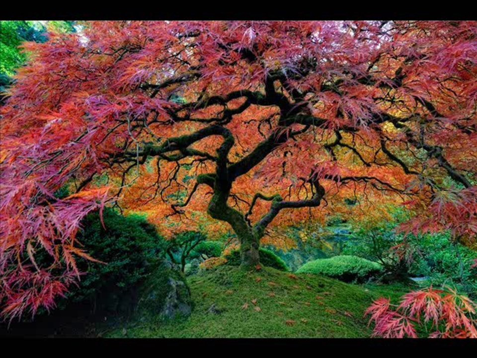 Top 20 most beautiful trees in the world