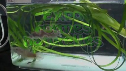 Dijon, challenge international 2014