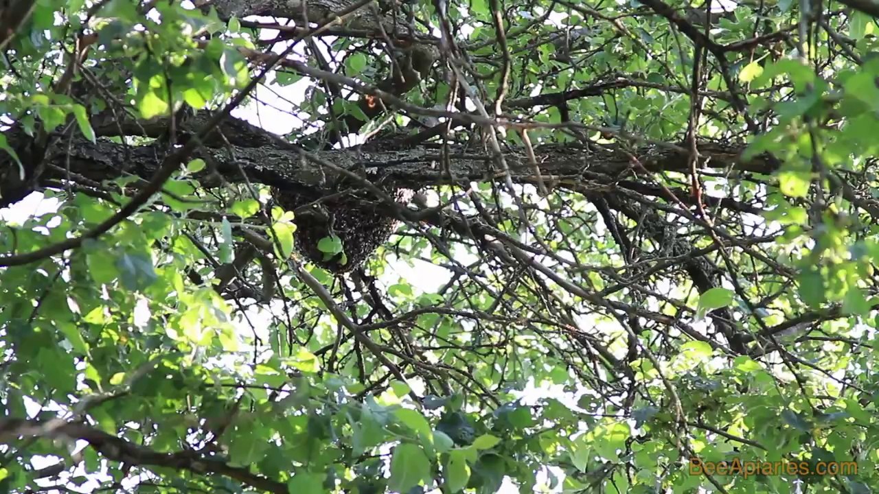 Arı Oğulunun Alınışı ve Ana arı