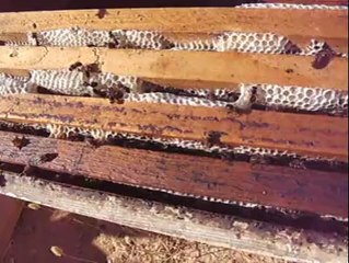 Bal Sağım Görüntüleri