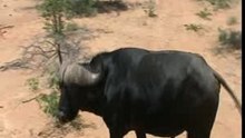 Buffalo attacks vehicle