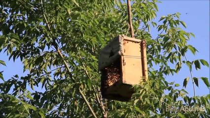 Bu Tip Kovanın Ne Özelliği Var