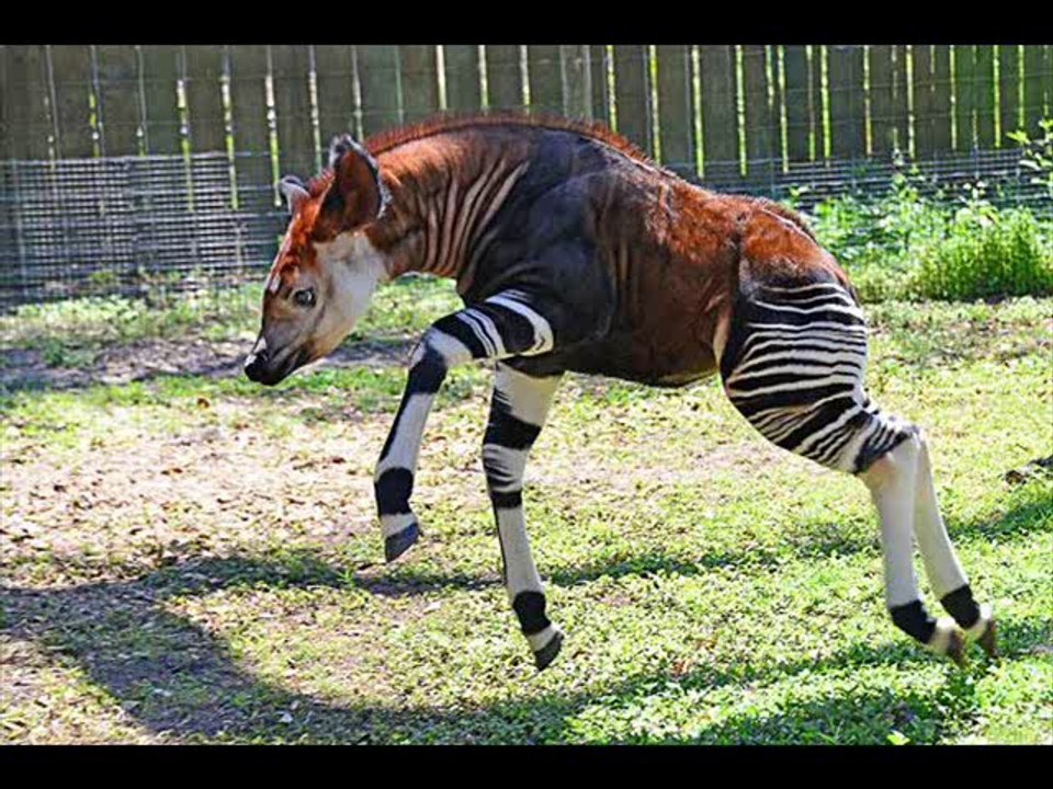 Top 50 strangest animals in the world