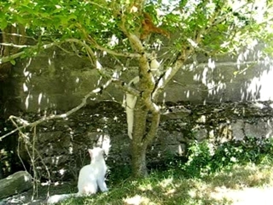 chatons