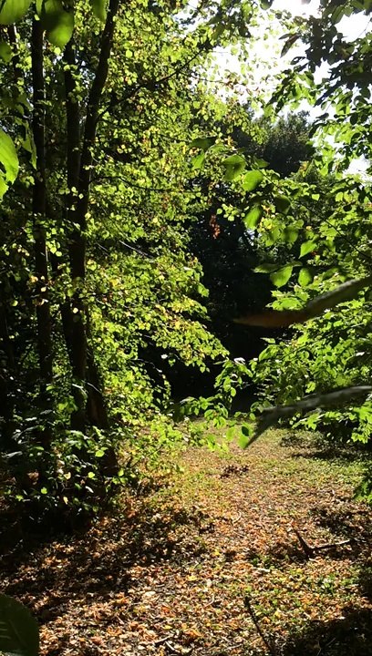 iPhone 5S Slow Motion Test guest starring a butterfly !