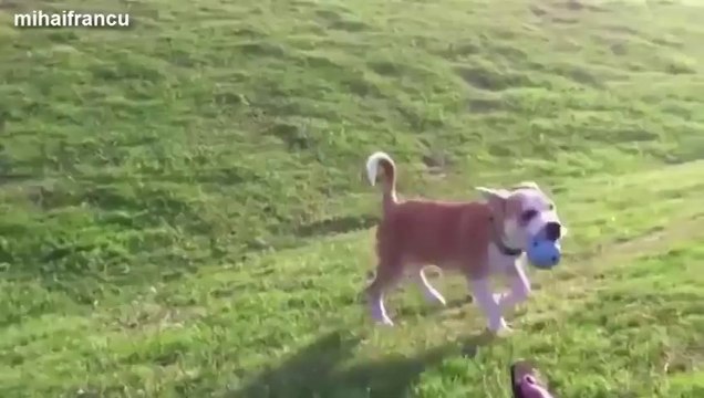 Des chiens qui jouent de manière marrantes