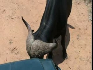 Buffalo pushing vehicle