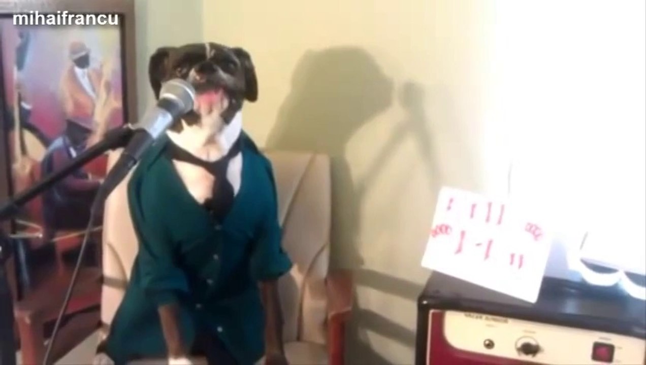 Compilation de chiens qui chantent