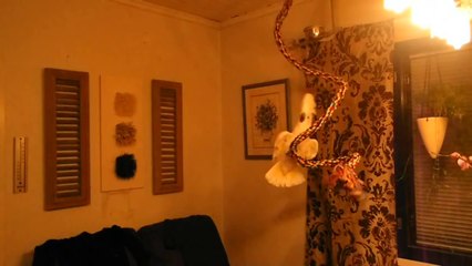 Bella umbrella cockatoo is freaking out