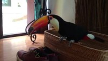 Angry Toucan Attacks Shoes