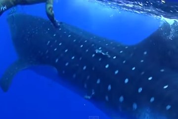 Giant Whale Shark Bumps Into Diver
