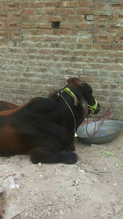 qurbani k janwar