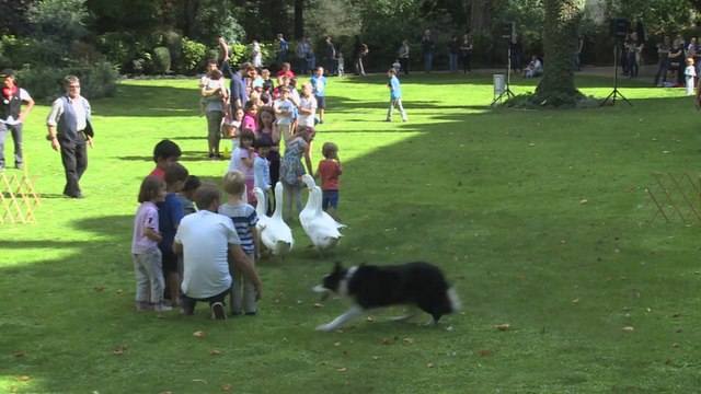 Slalom entre les visiteurs pour les oies des Journées du patrimoine