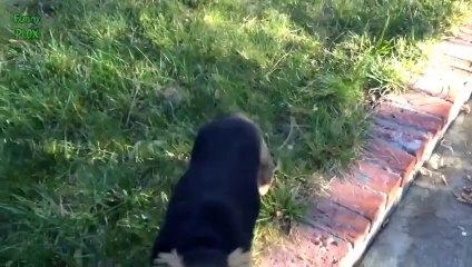 Funny Dogs Crawling Like Babies Compilation 2014 [NEW HD]