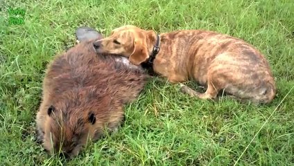 Dogs Mourning the Loss of a Friend Compilation 2014 [NEW HD]