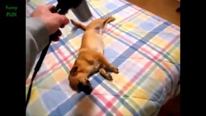 Funny Dogs vs Hair Dryers Compilation 2014 [NEW HD]