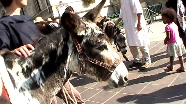 Journée du patrimoine vivant à Vincennes les Ânes sont à l'honneur !