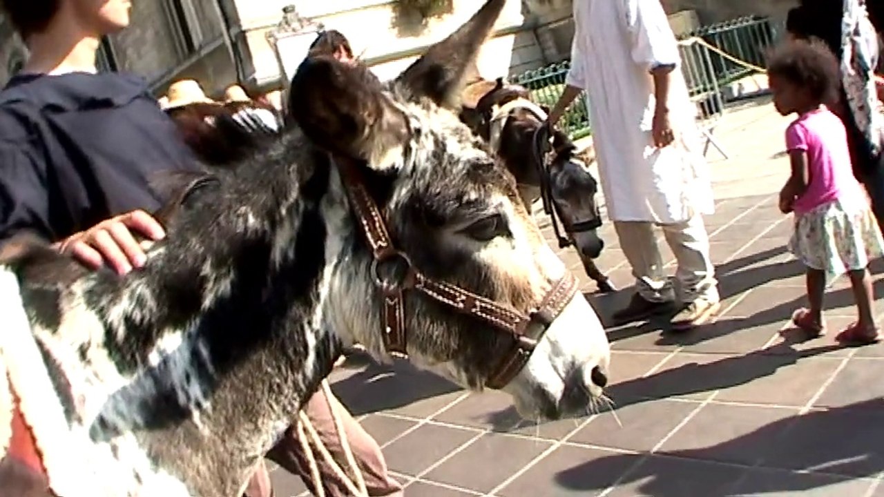 Journée du patrimoine vivant à Vincennes les Ânes sont à l'honneur !