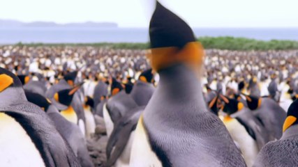 Adventures Of The Penguin King Official Trailer #1 (2013) - Tim Allen Movie