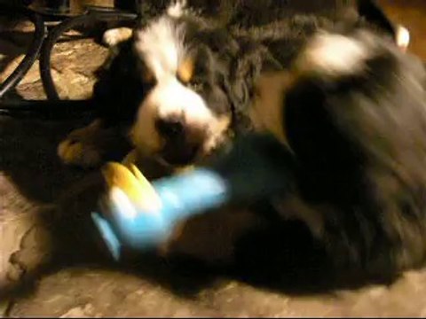 20 sept Une brochette de bébés (au 1er plan, Jäger, en 2ème, bébé vert et 3ème bébé jaune