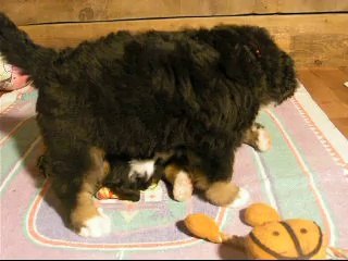 20 sept femelle rose et Jeudi