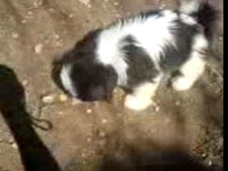 Oggy mon Shih tzu de 3mois