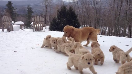 Mother Playing With Her Pups