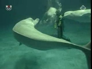 Delfin buborék - Dolphin bubble