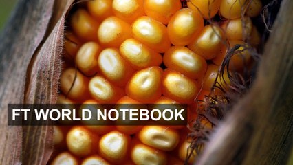 Sober mood for US corn belt