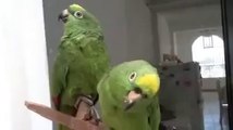 Parrots Singing Song
