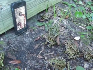 Frogs Try to Eat Worms in iPhone Video
