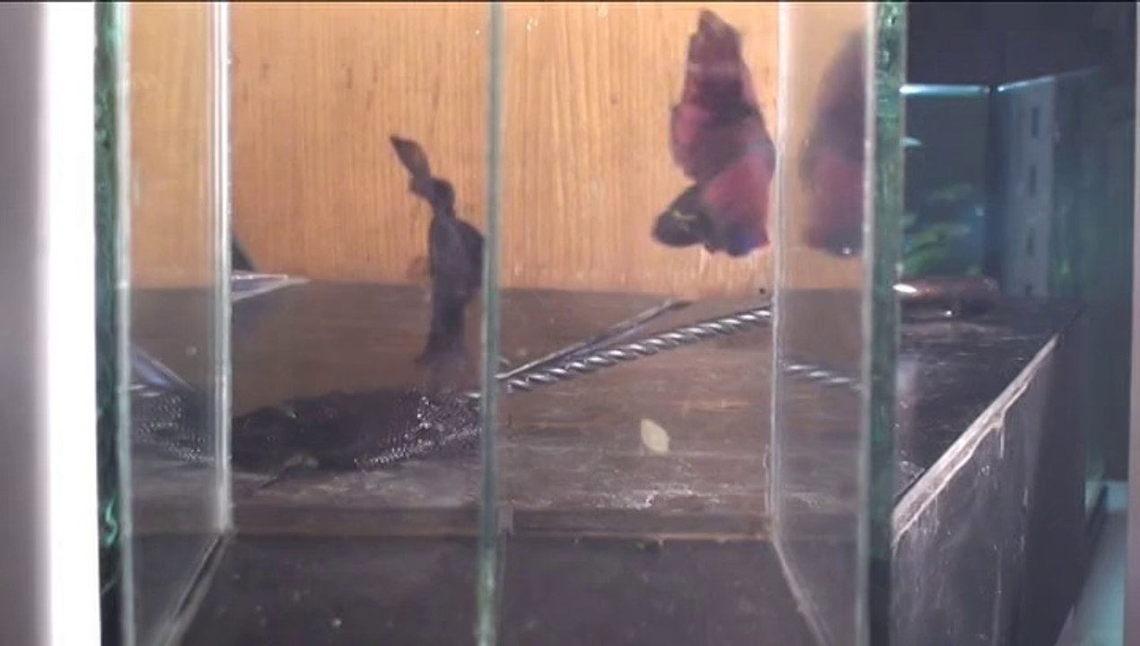Show Betta splendens Black Devil avant Blois 2013